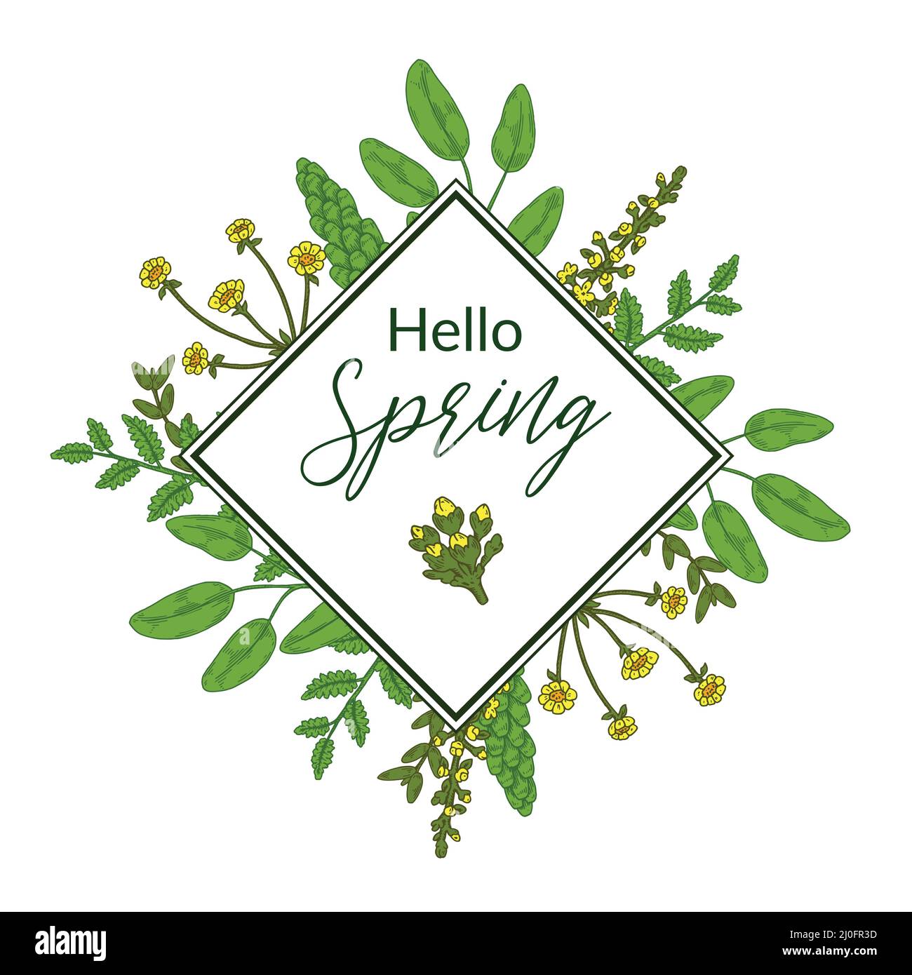 Cadre vert fleuri de printemps avec fleurs de prairie. Illustration vectorielle dessinée à la main Illustration de Vecteur