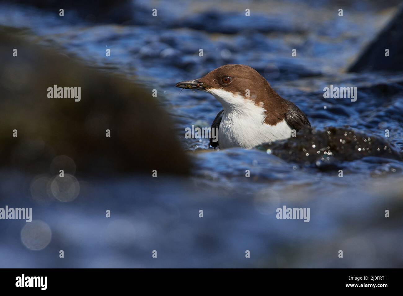 White-throated dipper Banque D'Images