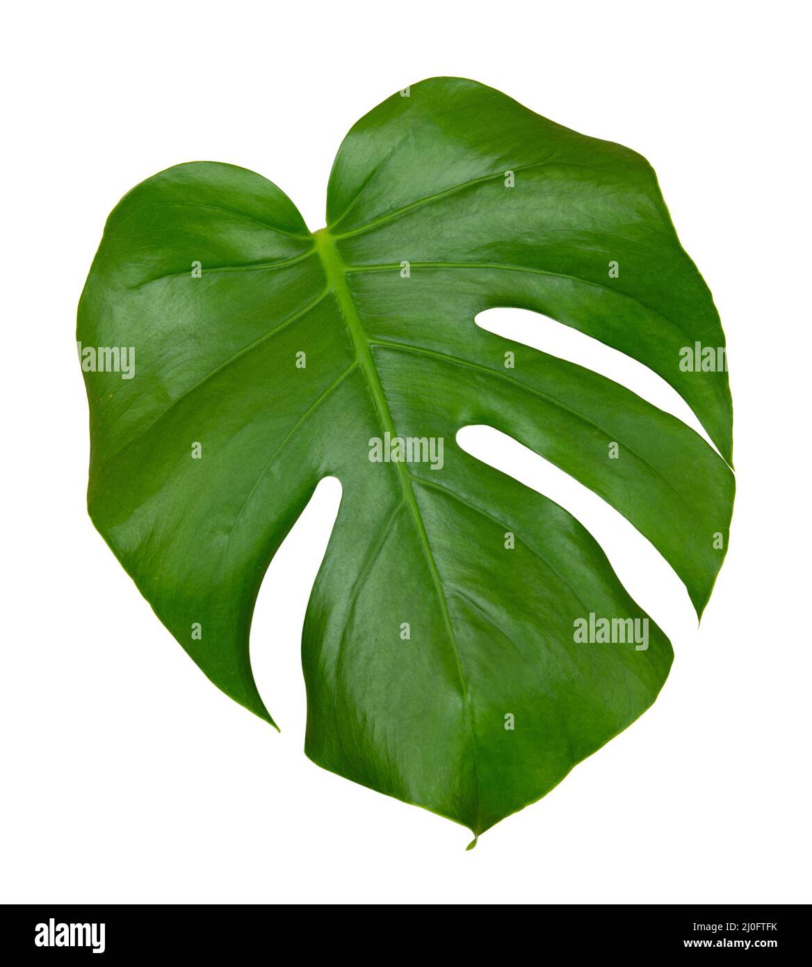 Feuille verte d'une plante de monstère tropicale isolée sur fond blanc Banque D'Images