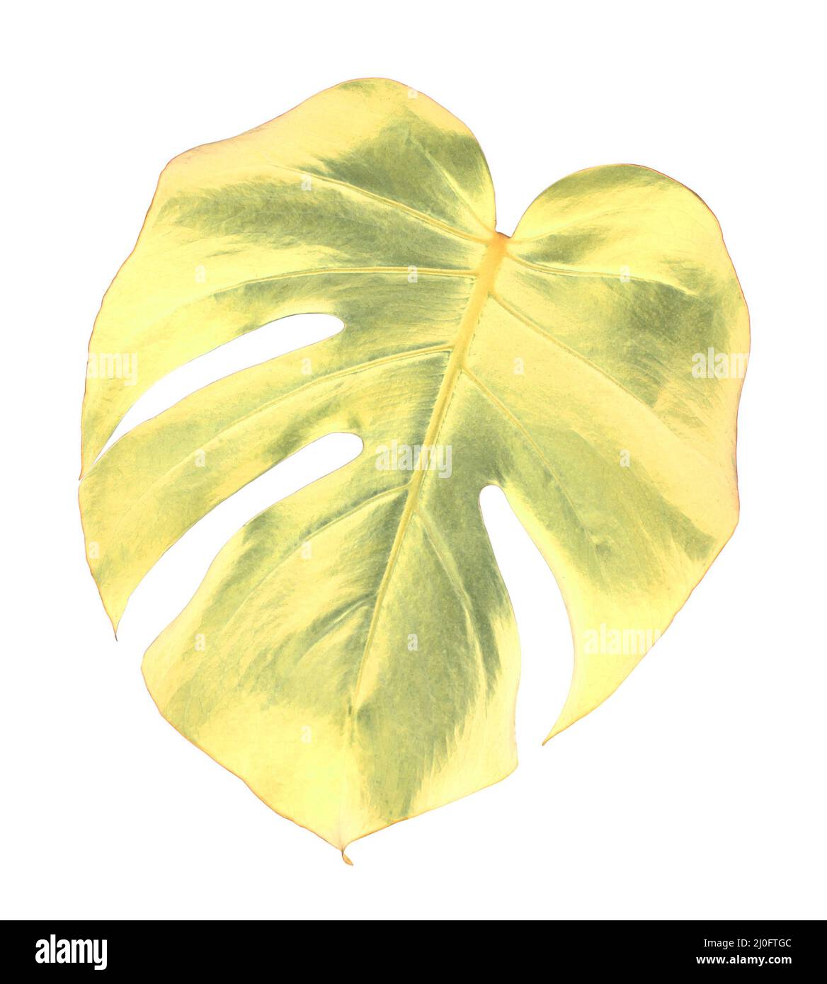 Feuille d'or d'une plante de monstère tropicale isolée sur fond blanc Banque D'Images