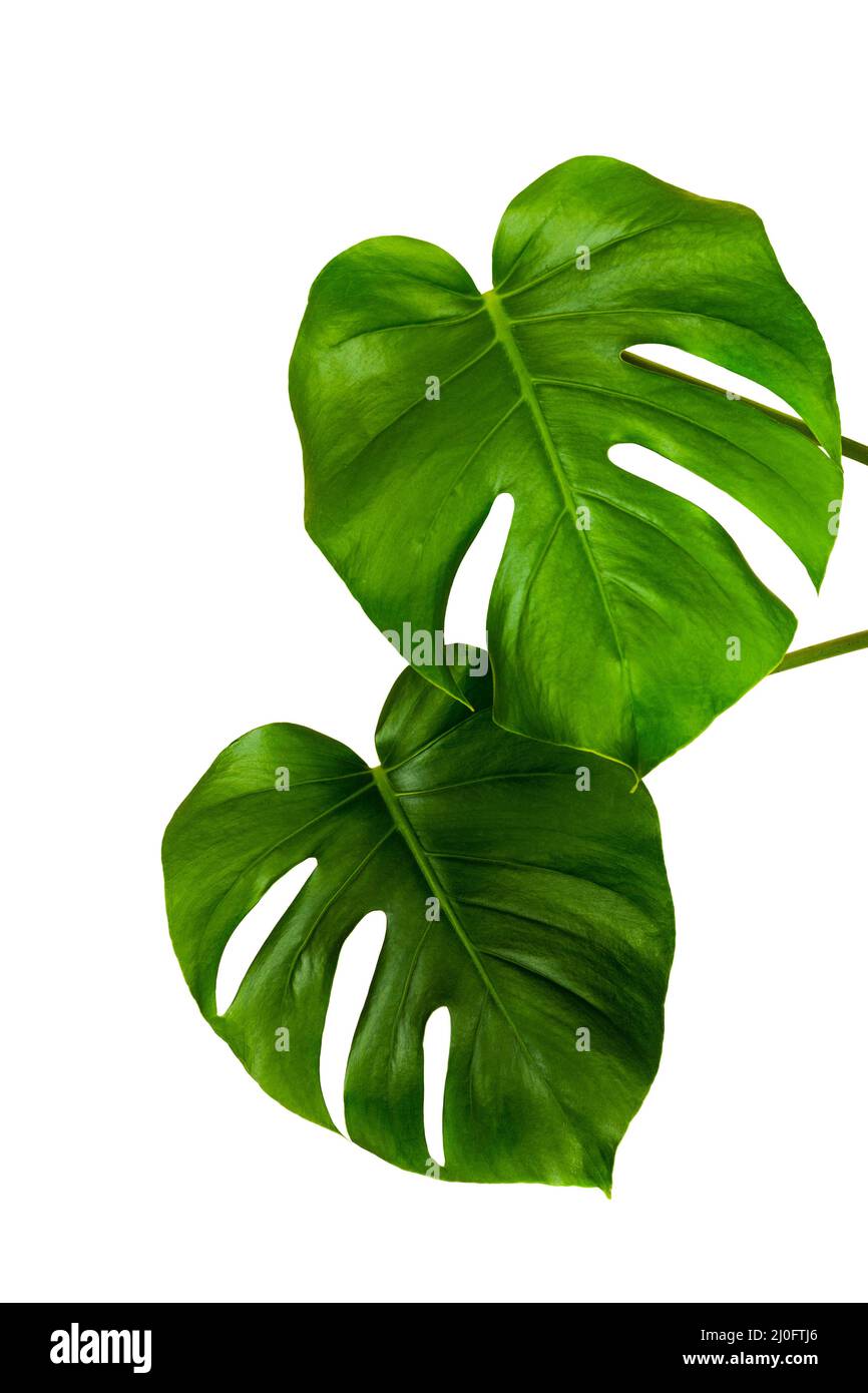 Feuilles vertes d'une plante de monstère tropicale isolée sur fond blanc Banque D'Images
