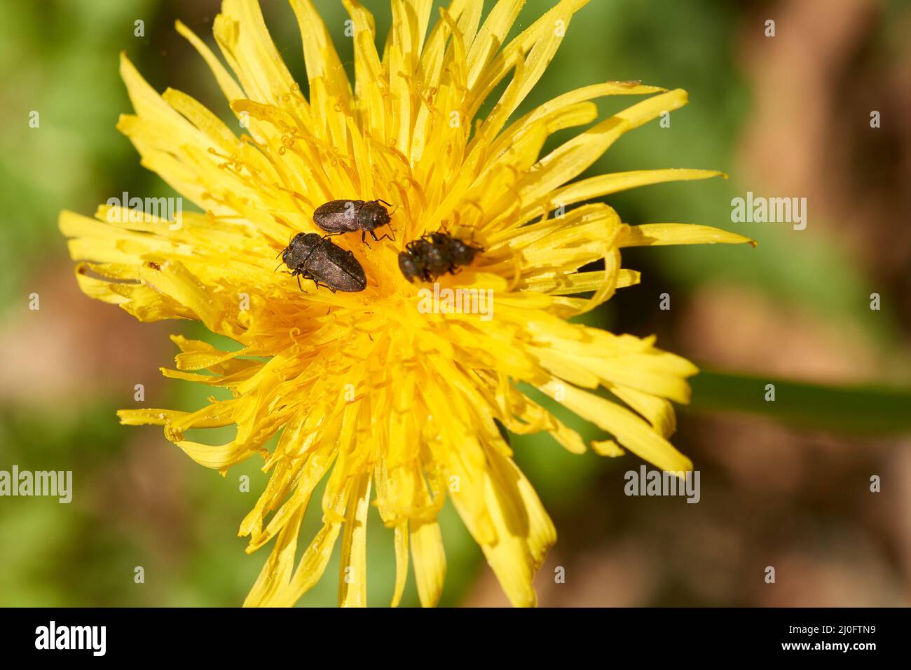 Coléoptère métallique à bois Banque D'Images