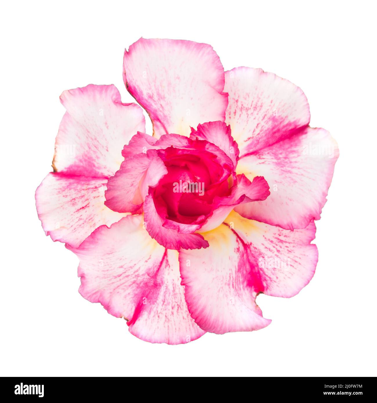 Fleur rouge rose adenium obesum Banque D'Images