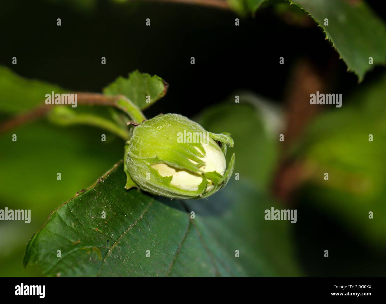 Gros plan d'une noisette. Une noisette toujours verte sur le noisette. Banque D'Images