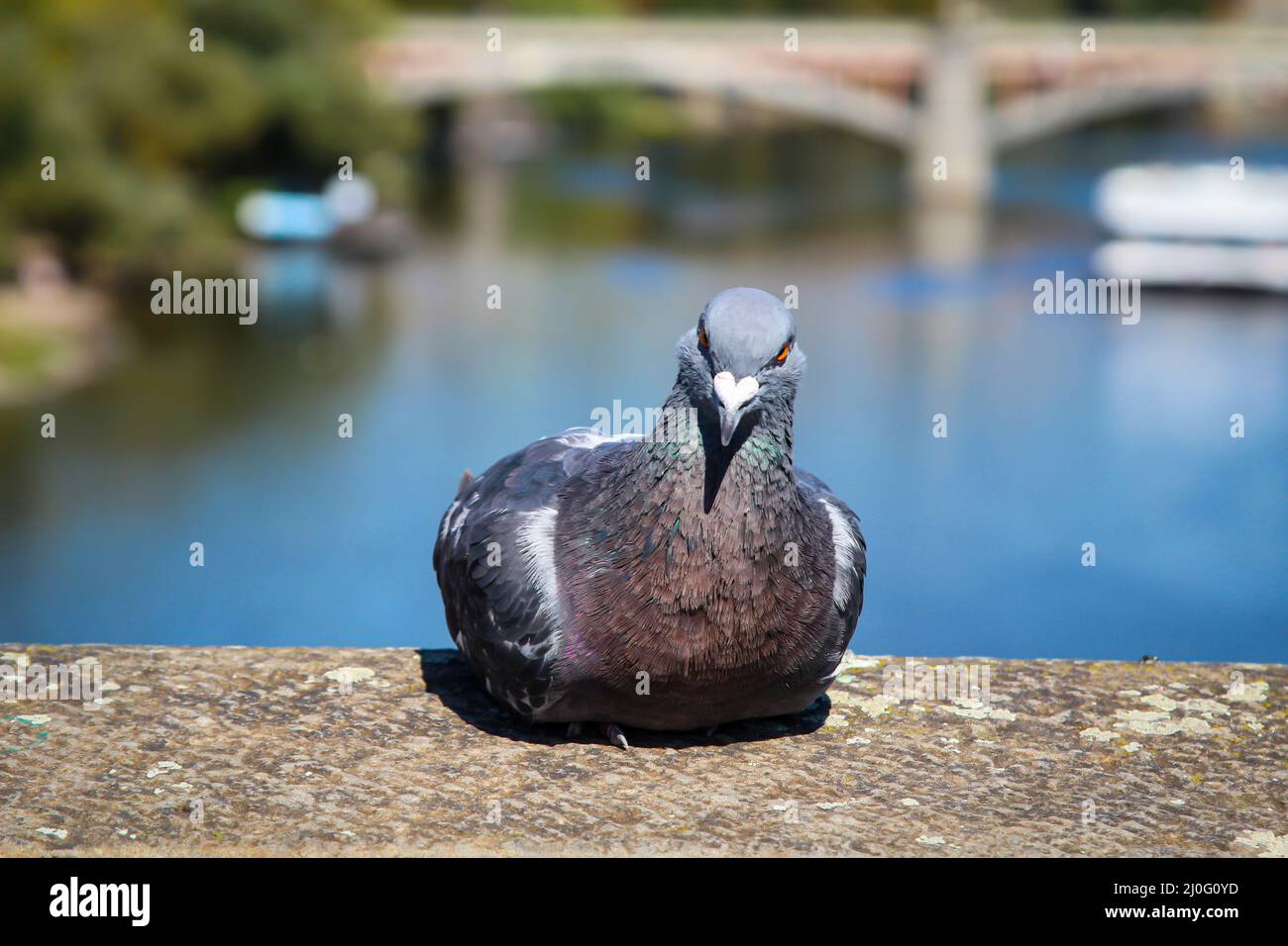 Un portrait d'un pigeon dans la ville. Banque D'Images