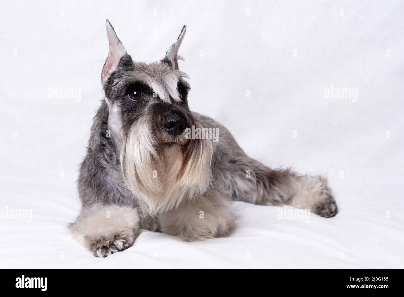 Magnifique schnauzer miniature gris pur-sang se trouve sur un fond blanc, espace de copie. schnauzer miniature pedigree barbu de couleur poivre et sel Banque D'Images