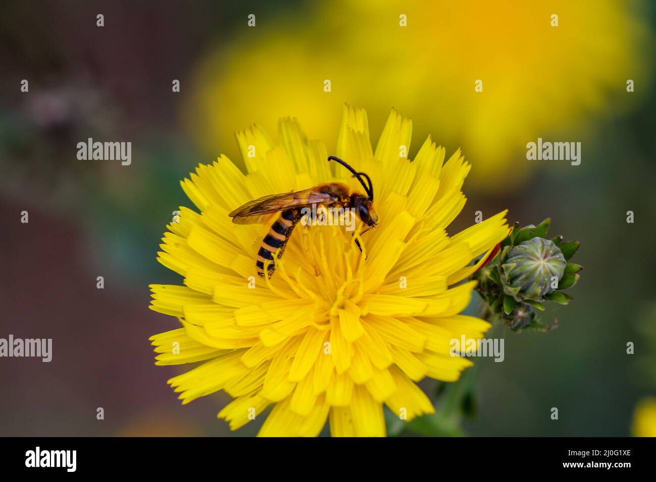 Gros plan d'un survol de la fleur d'une plante. Banque D'Images