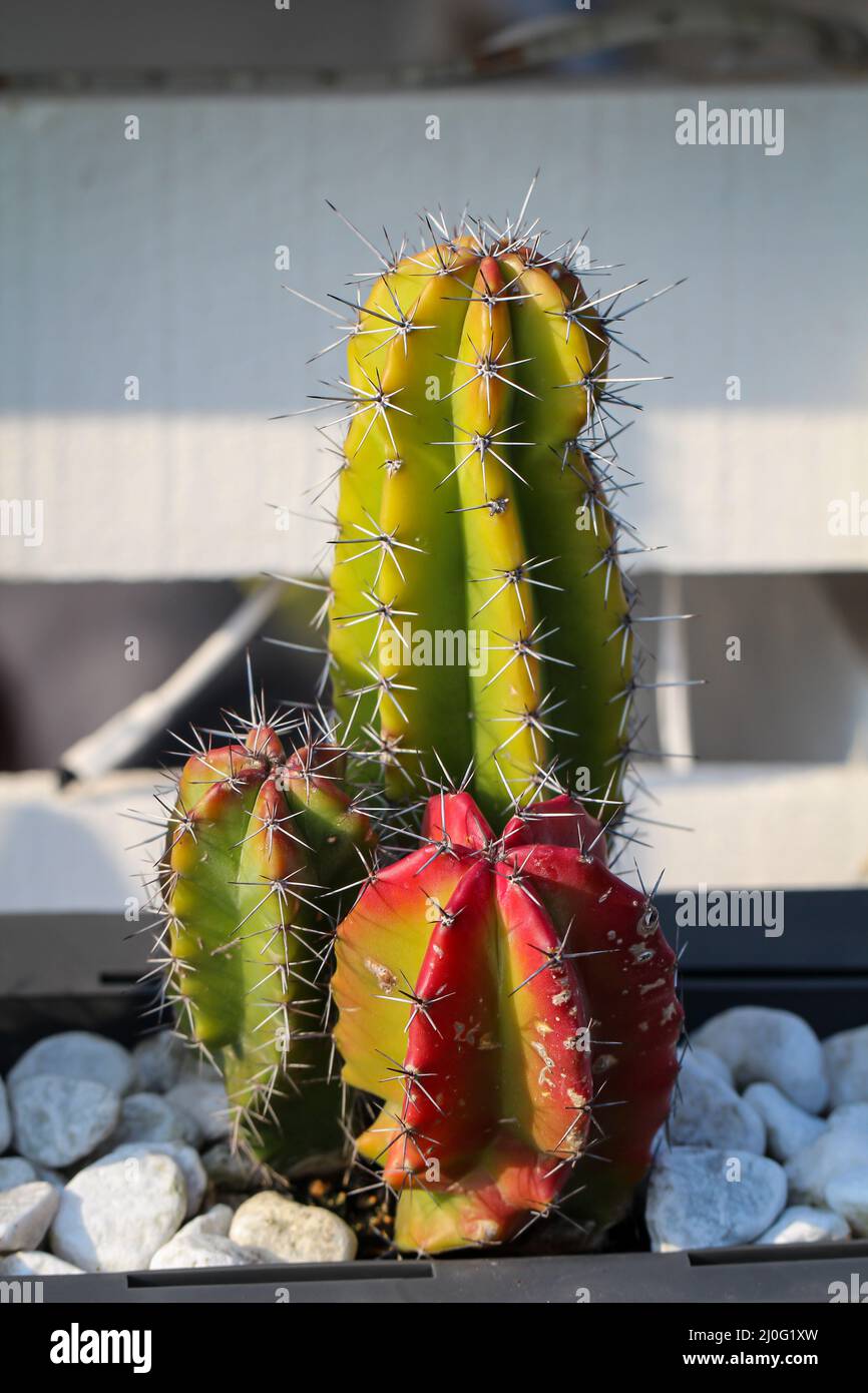 Un portrait d'un cactus épineux. Banque D'Images