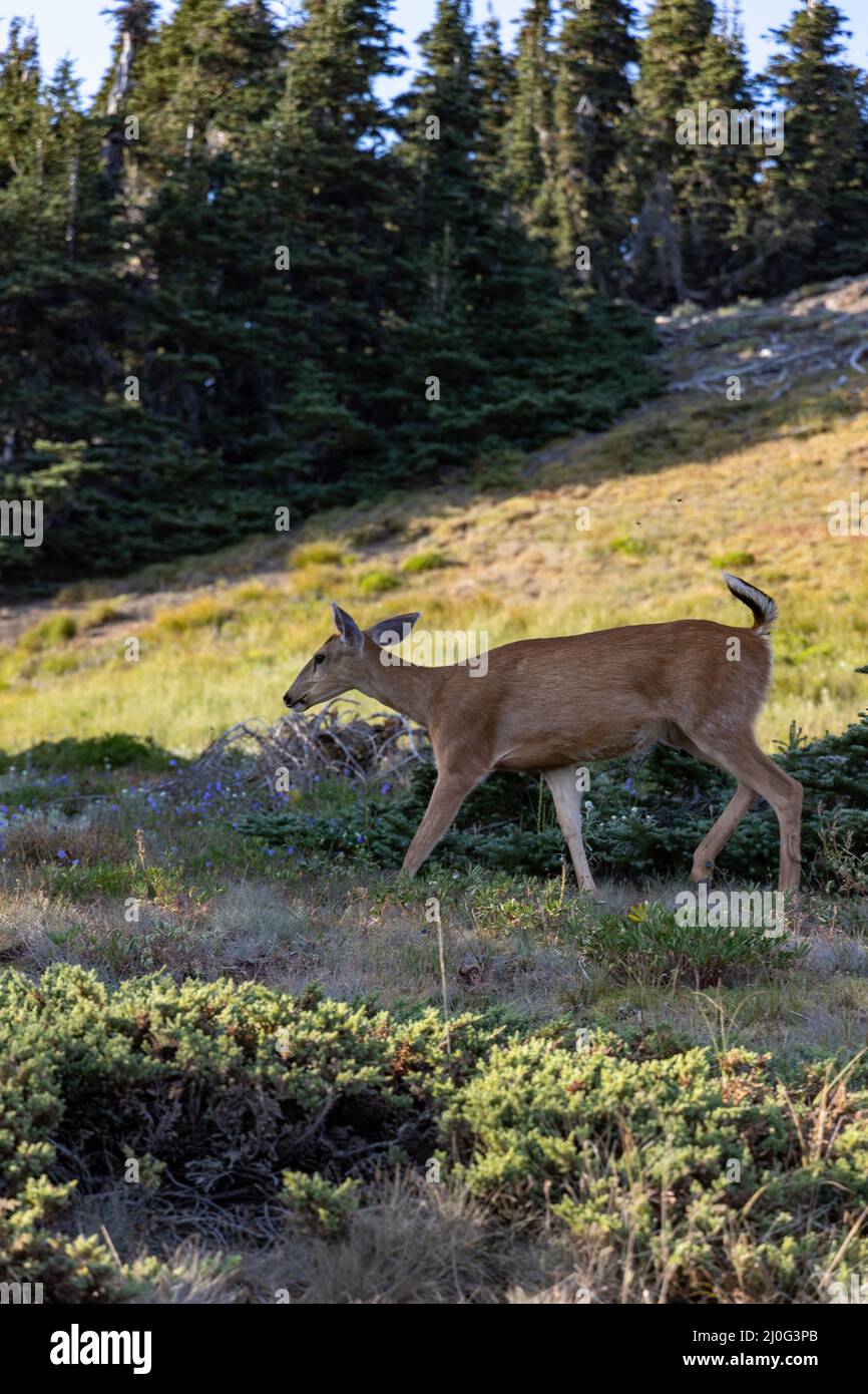 doe marche paisiblement à travers l'herbe sauvage dans la prairie de montagne Banque D'Images