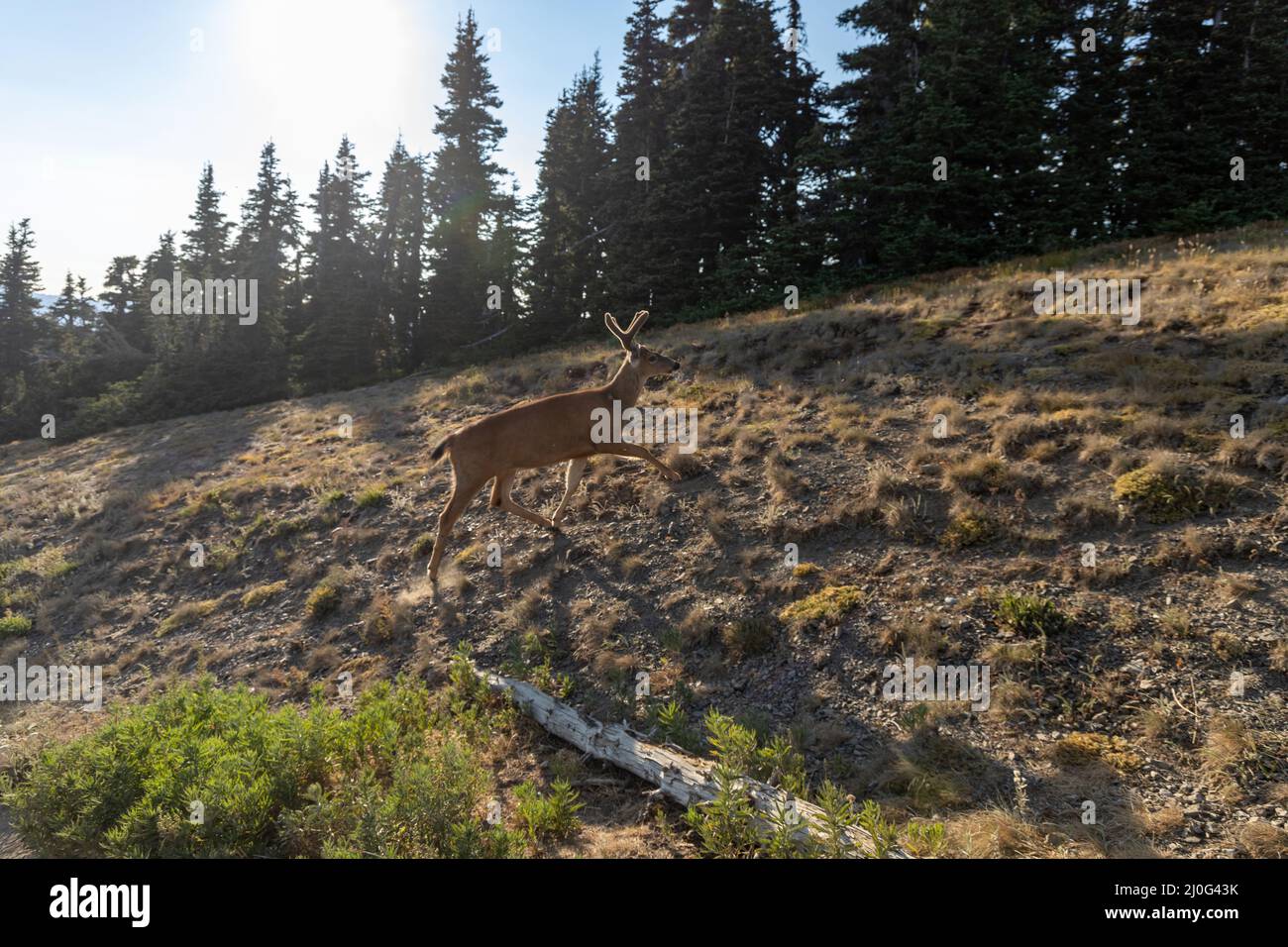 cerf sauvage adulte marchant dans un champ sur une montagne Banque D'Images