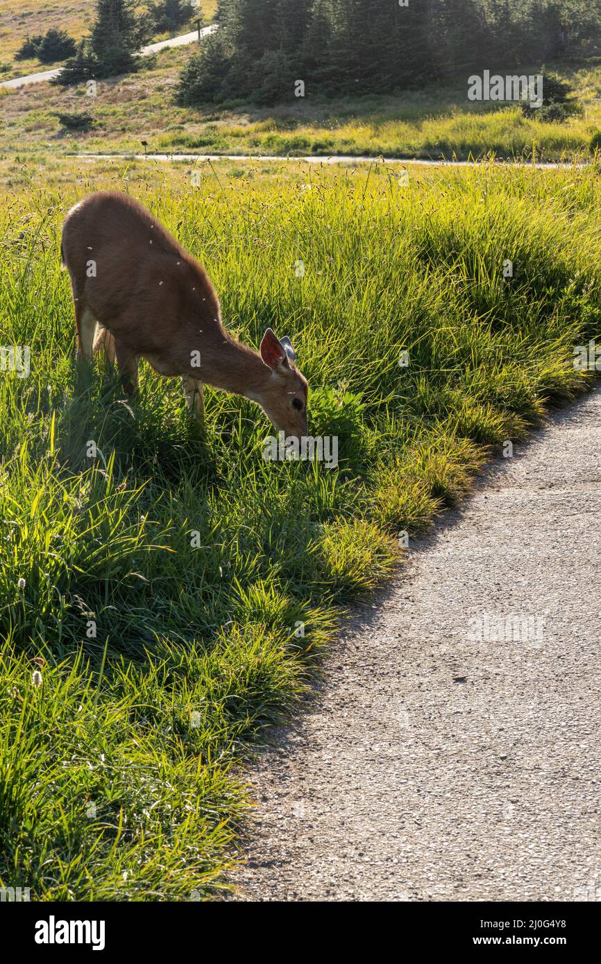 cerf mangeant de l'herbe sur le bord de la voie sinueuse Banque D'Images