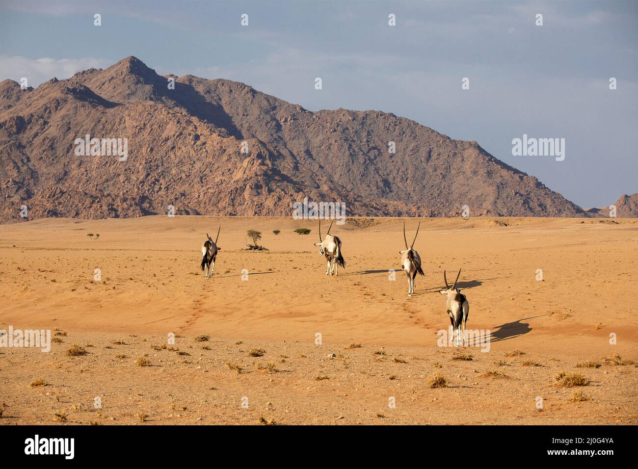 Oryx dans le parc national Namib Naukluft, Namibie Banque D'Images