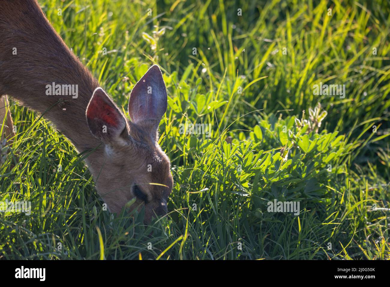 cerf mangeant de l'herbe sauvage au soleil de l'après-midi Banque D'Images