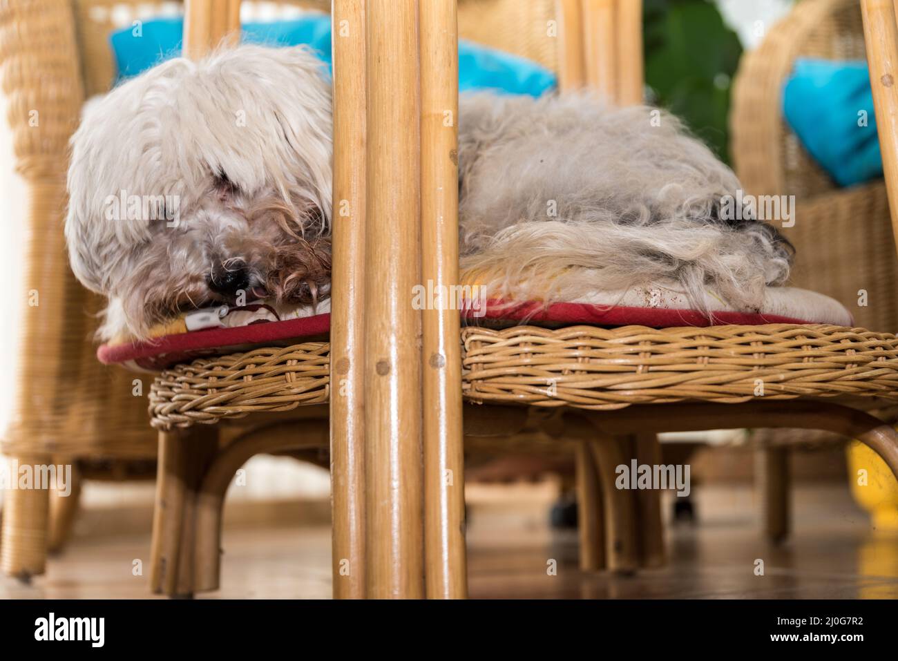 Les chiens se régent à l'endroit préféré - blanc Bichon Havanais Banque D'Images