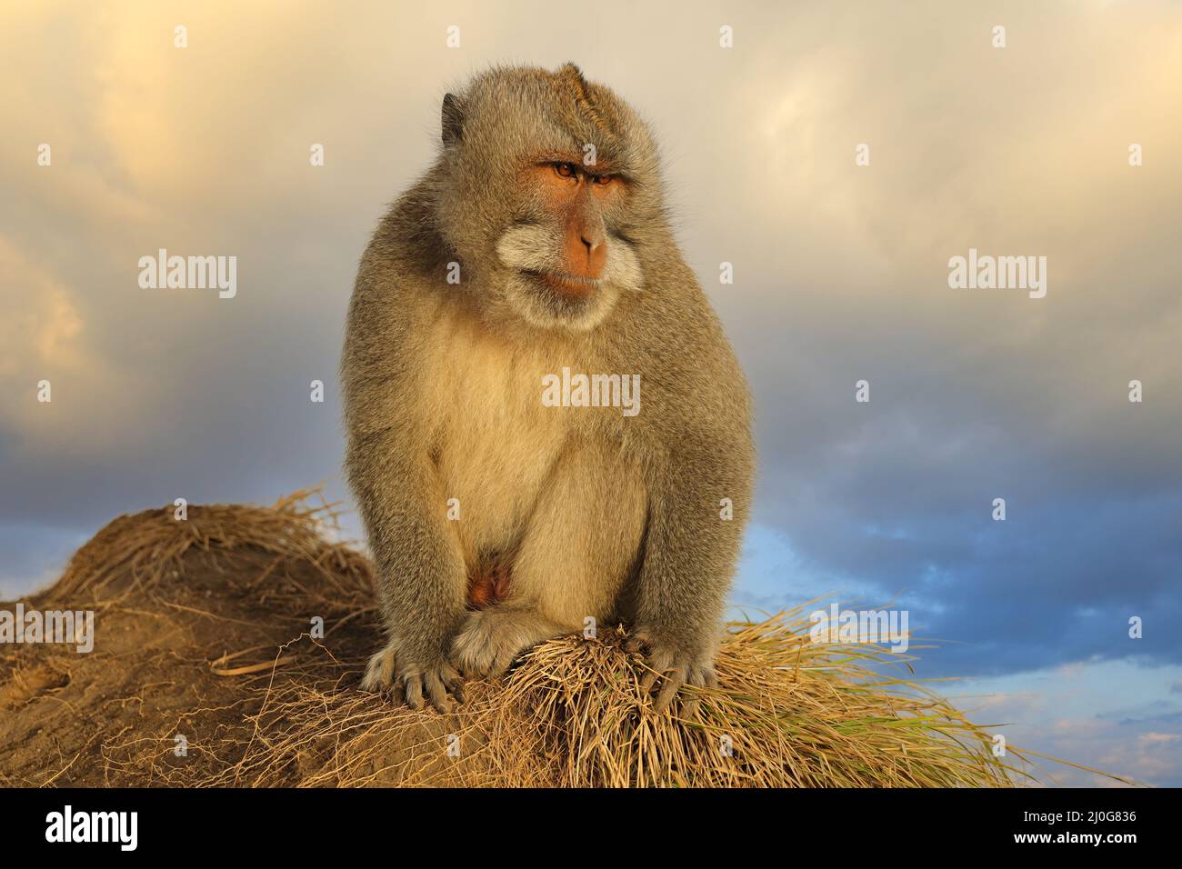 Singe balinais à longue queue (Macaca fascicularis) dans son habitat — free download