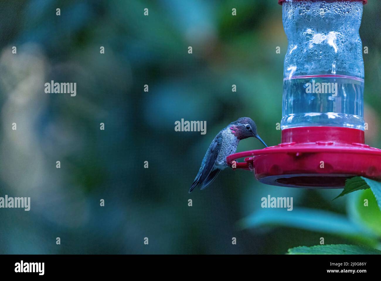 petit colibri à gorge rose perché sur un mangeoire à colibris rouge Banque D'Images
