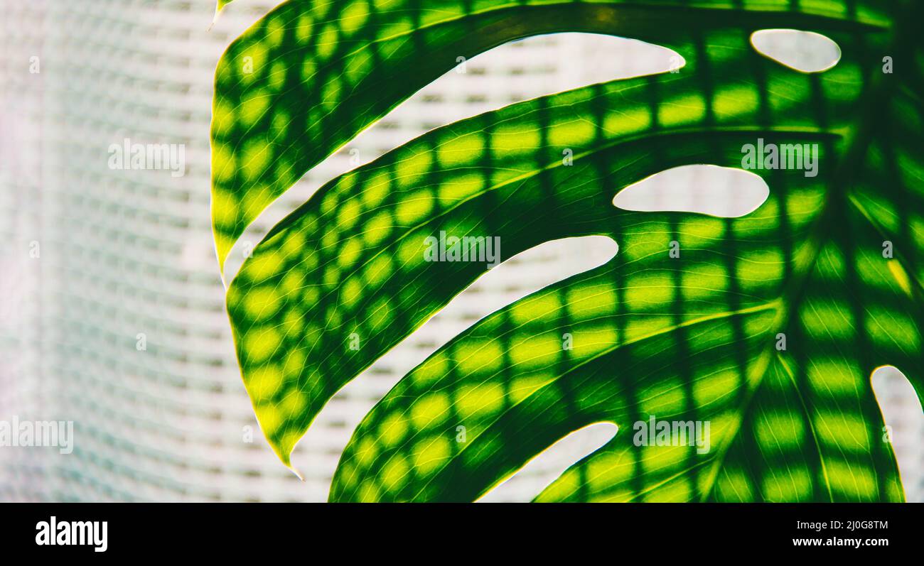 Feuille verte d'une plante de monstère tropicale avec ombre de rideau Banque D'Images