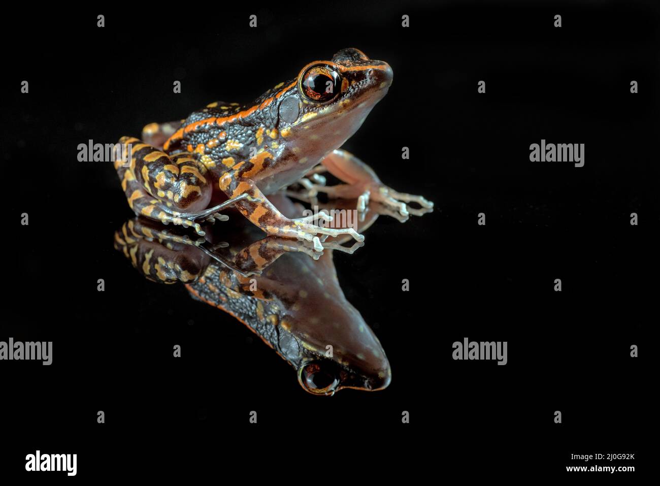 Grenouille tachetée sur fond noir isolé Banque D'Images