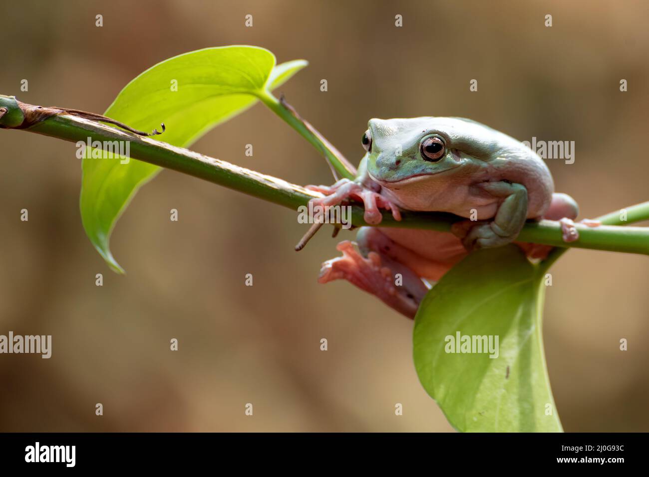 Grenouille d'arbre blanc australienne sur les tendrils d'arbre Banque D'Images