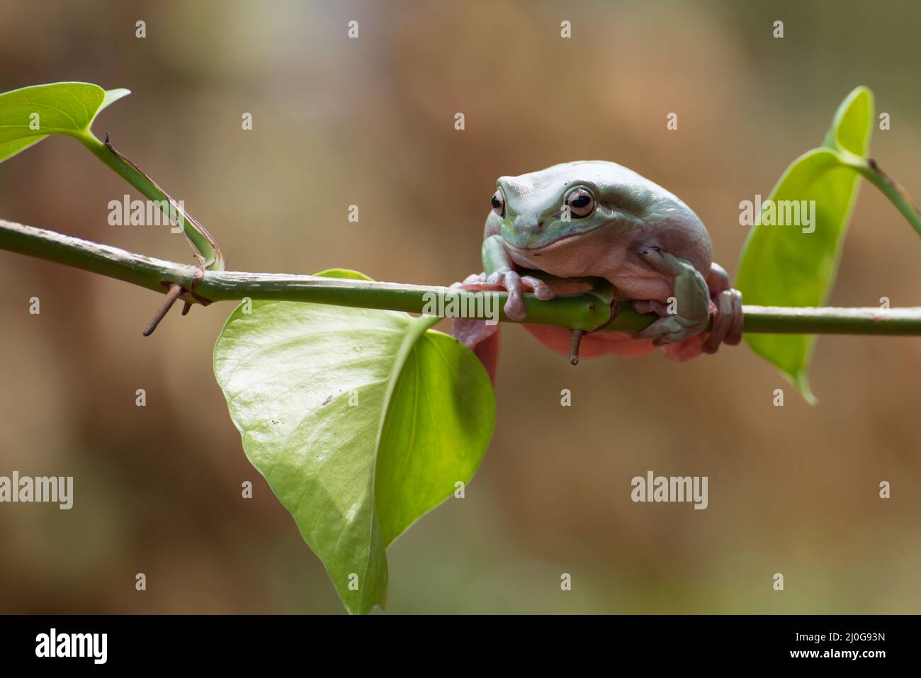 Grenouille d'arbre blanc australienne sur les tendrils d'arbre Banque D'Images