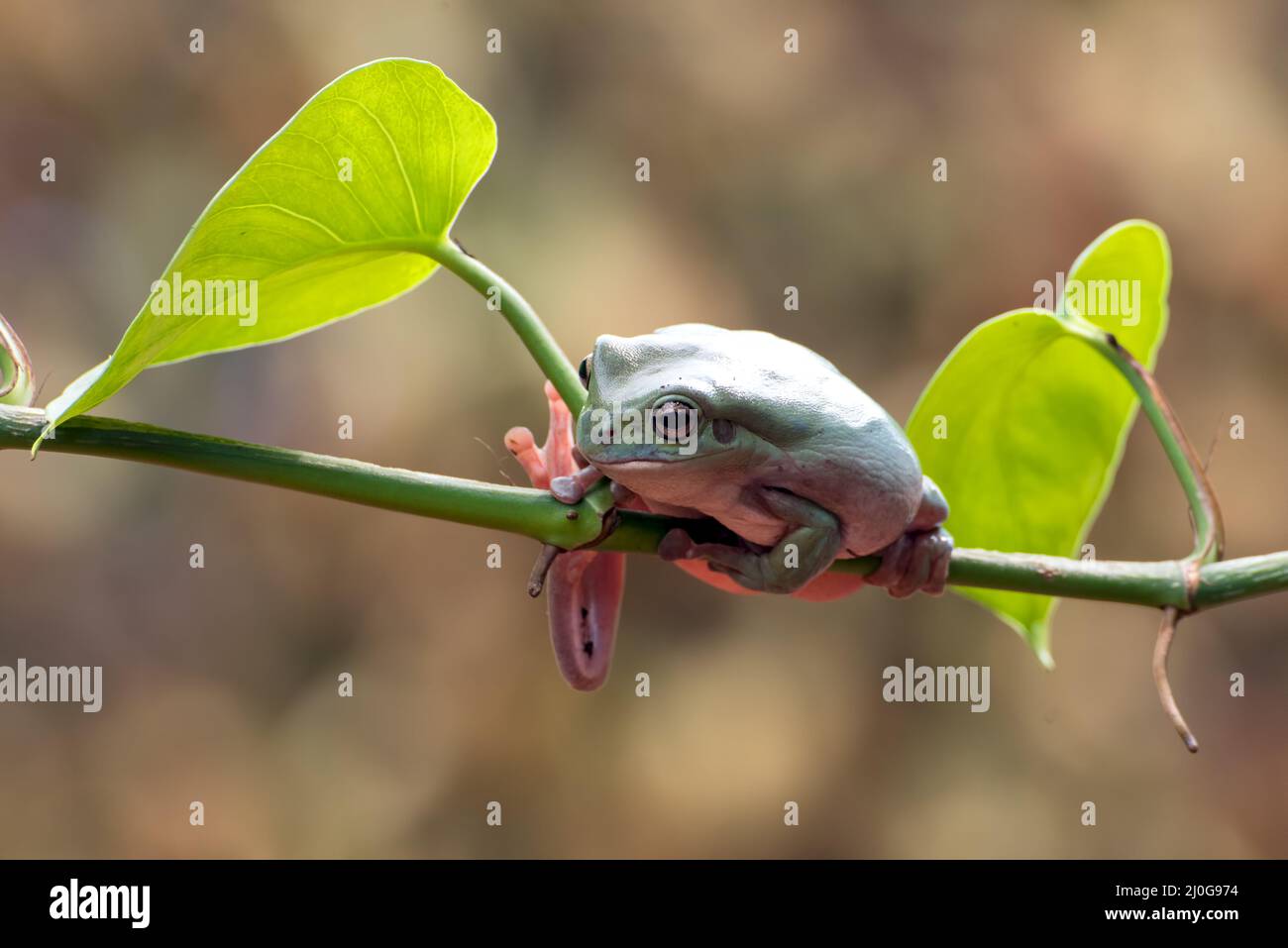 Grenouille d'arbre blanc australienne sur les tendrils d'arbre Banque D'Images