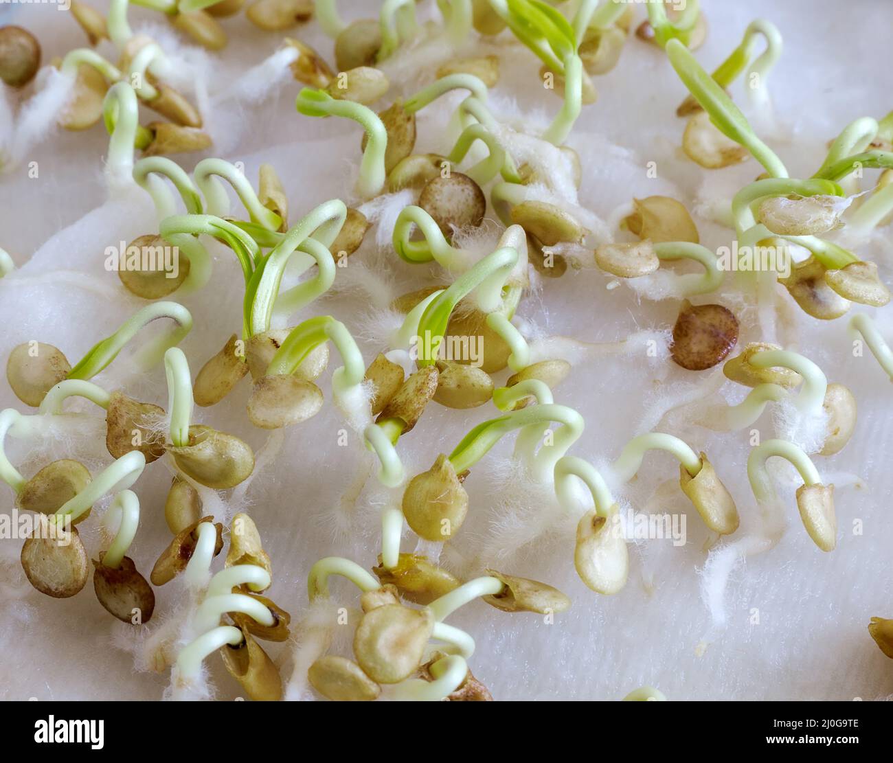 Germination de graines de poivron pour les semis Banque D'Images