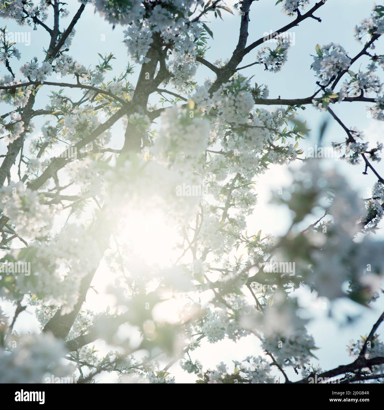 Coucher de soleil sur les cerisiers en fleurs blancs. Arrière-plan du ressort. Banque D'Images