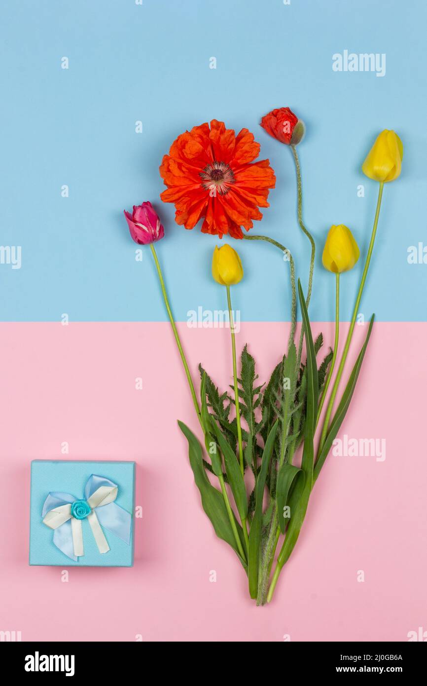 Bouquet de fleurs de tulipes jaunes et rouges et de pavot rouge et une boîte bleue avec un cadeau sur fond rose et bleu vue de dessus Banque D'Images