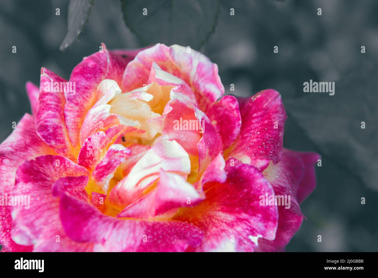 Belle rose rose fleur unique isolée sur fond de jardin gris. Banque D'Images