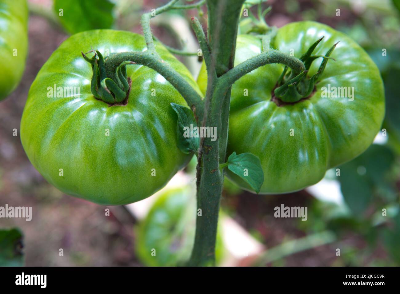 Ferme de savoureuses tomates vertes sur les buissons Banque D'Images
