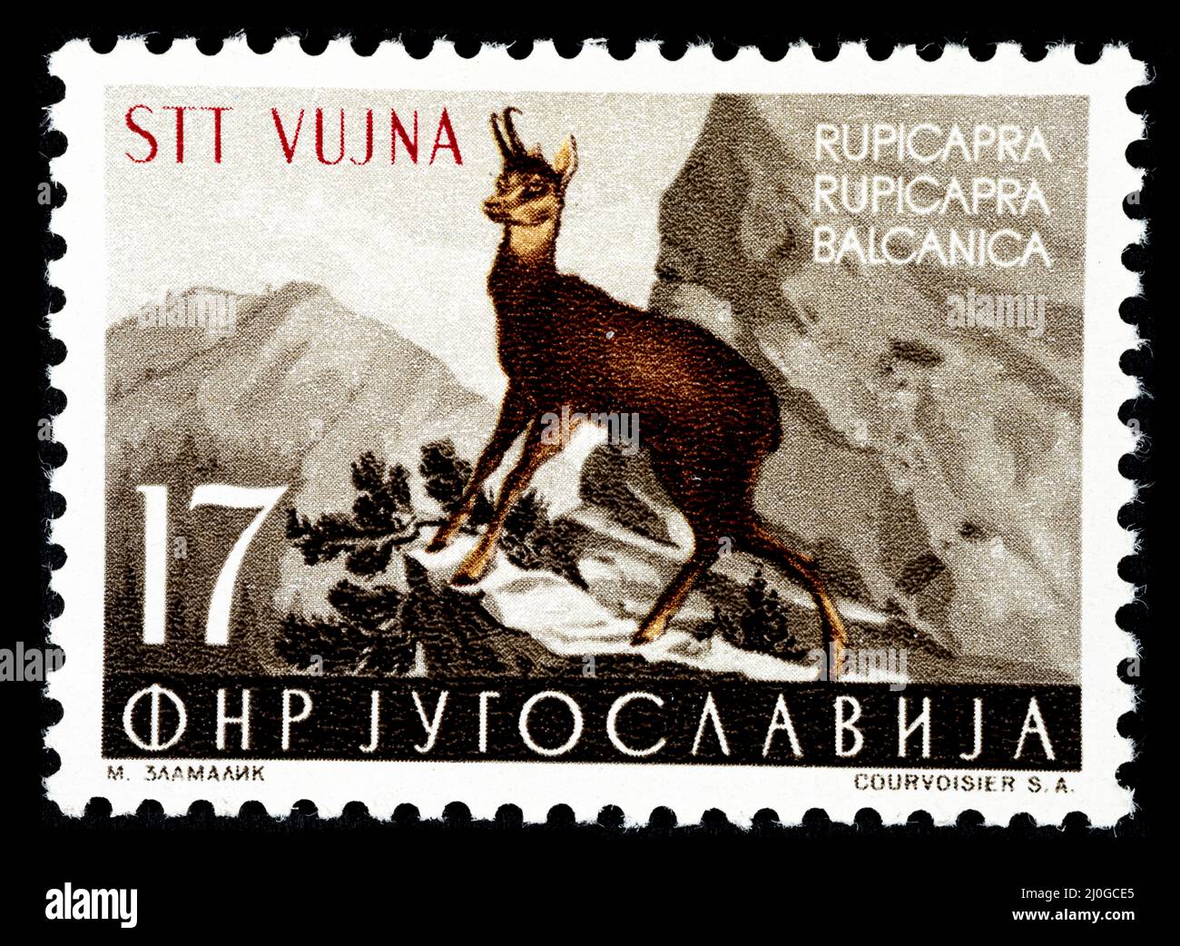 Timbre-poste commémoratif avec l'illustration d'un cerf de Virginie - Rupicapa Rupicapa Balcanica émis par l'ex-Yougoslavie surimpression STT VUJNA, Banque D'Images