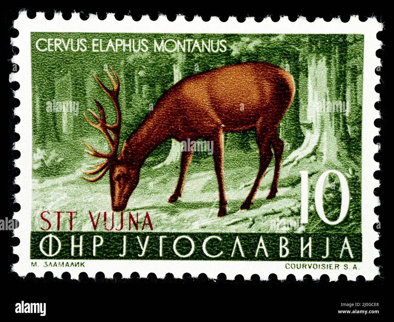Timbre-poste commémoratif avec l'illustration d'un cerf - Cervus elaphus Montanus émis par l'ex-Yougoslavie surimpression STT VUJNA, Free te Banque D'Images
