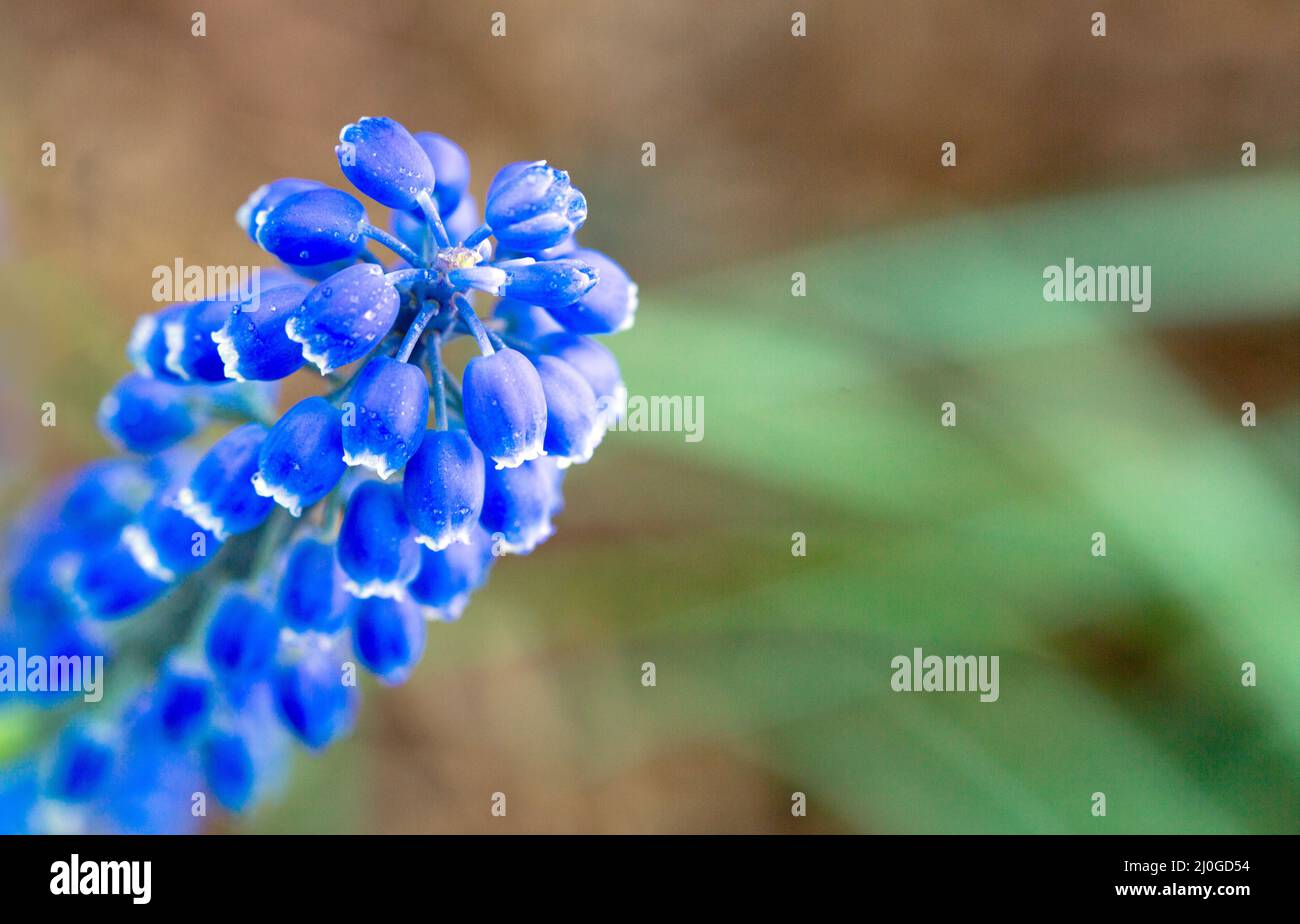 Bleu printemps jacinthe de raisin bulbous fleurs en fleur dans le jardin Banque D'Images