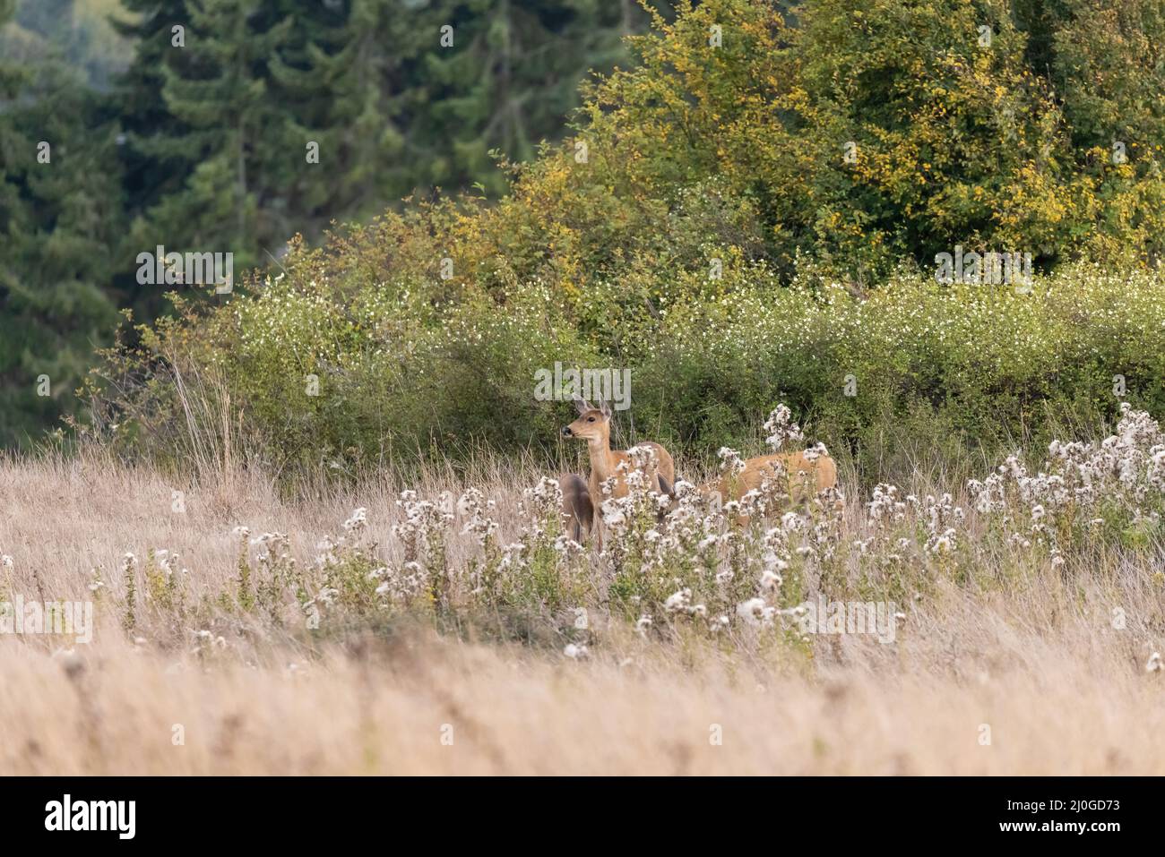 un petit groupe de cerfs sauvages errant à washington Banque D'Images