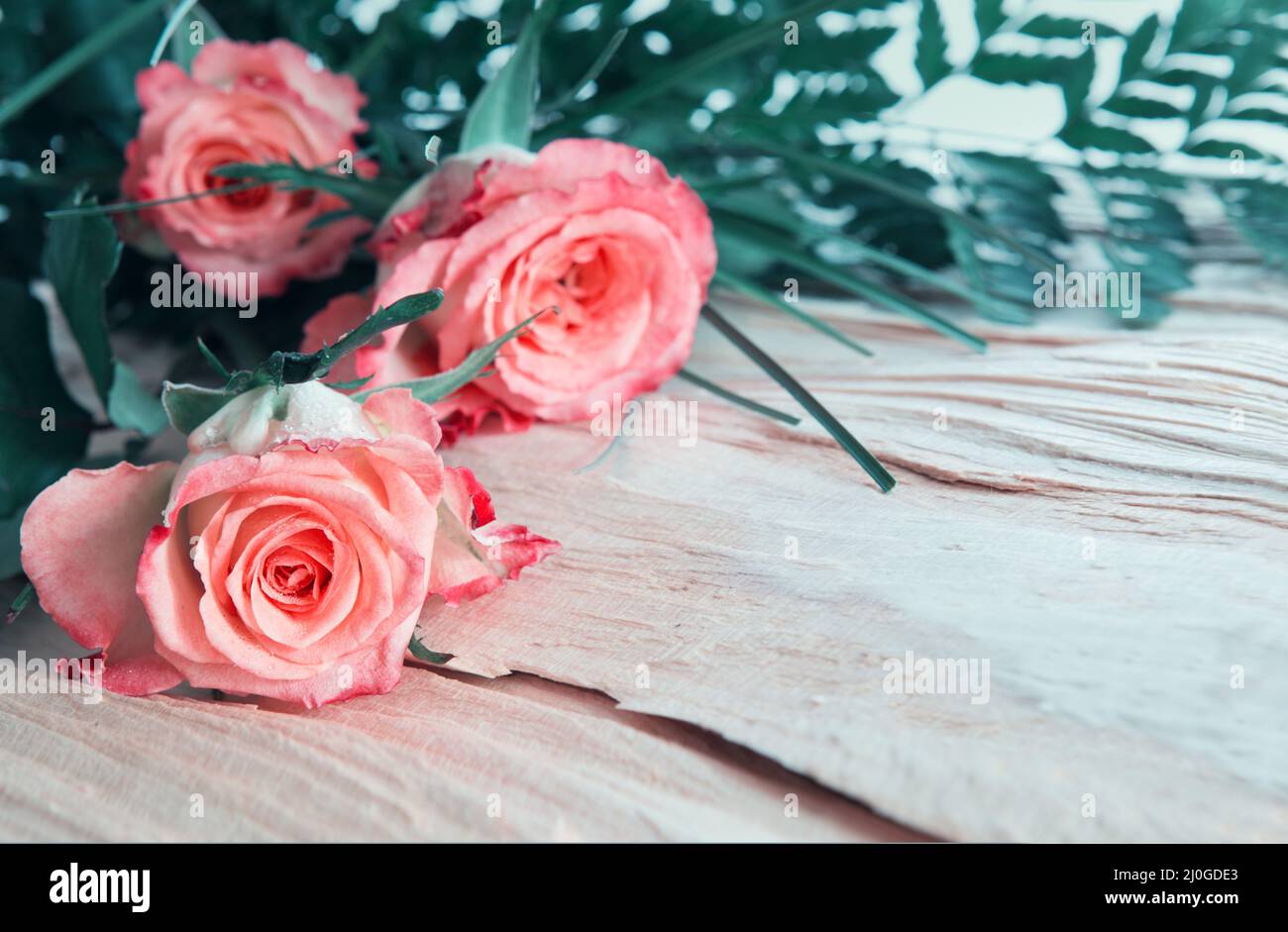 Carte d'anniversaire avec roses roses roses sur bois. Banque D'Images