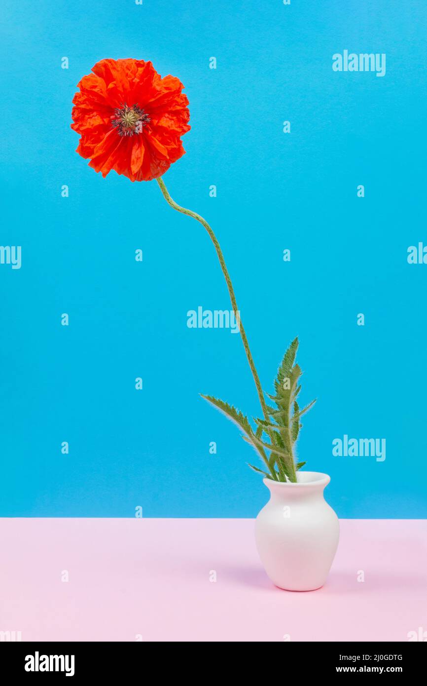 Belle fleur de pavot rouge dans un pot blanc sur fond bleu avec un espace de copie Banque D'Images