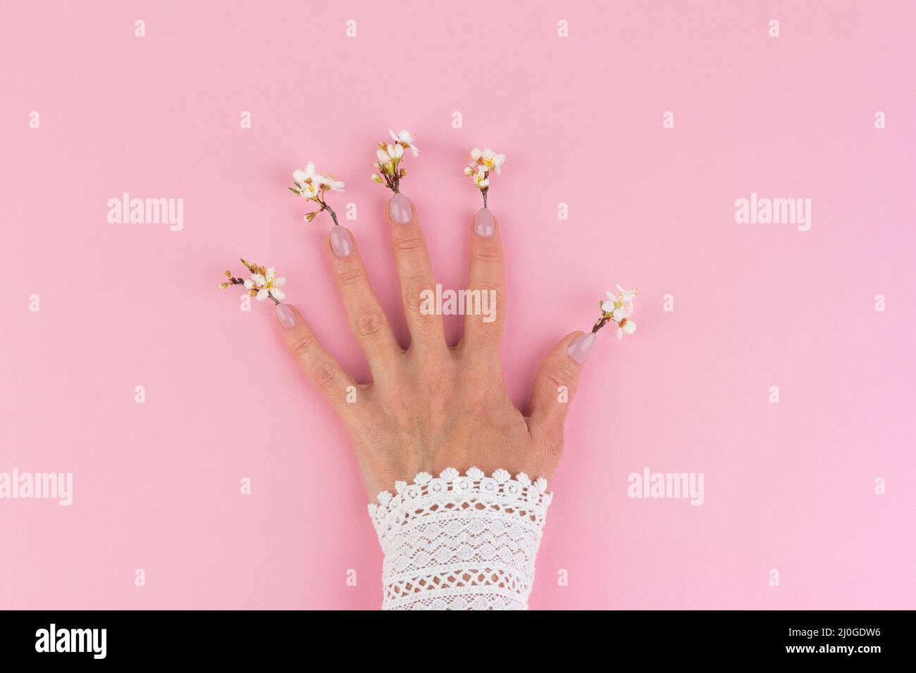 Main de femme avec des brindilles de printemps en fleurs qui poussent des doigts sur un fond rose vue du dessus Banque D'Images
