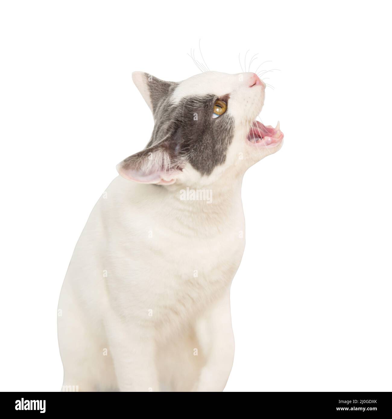 Blanc jeune chat en colère Banque D'Images