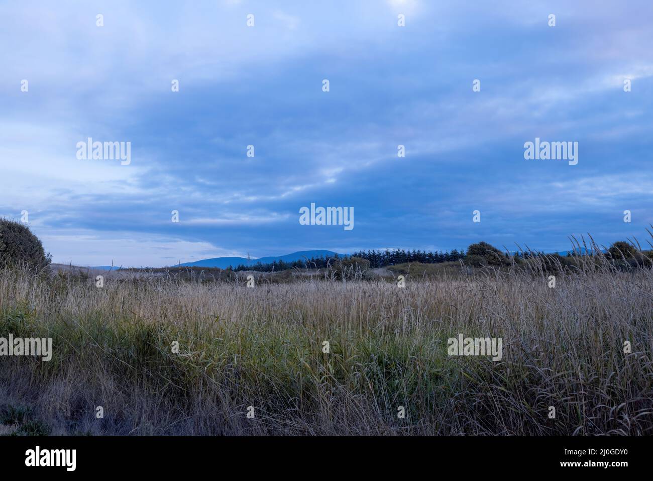 grand champ d'herbe sèche haute sous un ciel bleu clair Banque D'Images