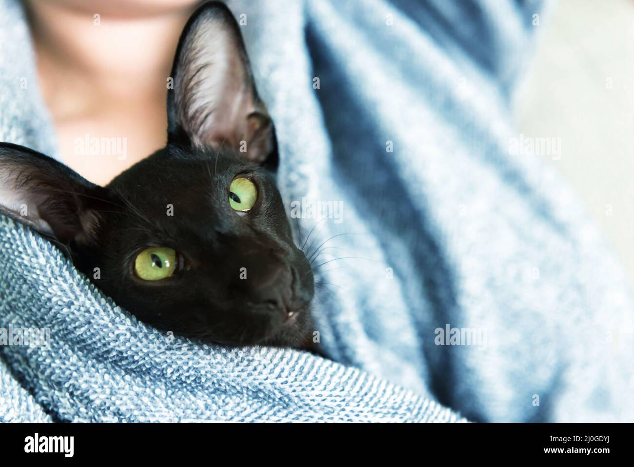 Oriental Cat Girl Banque De Photographies Et D Images A Haute Resolution Alamy