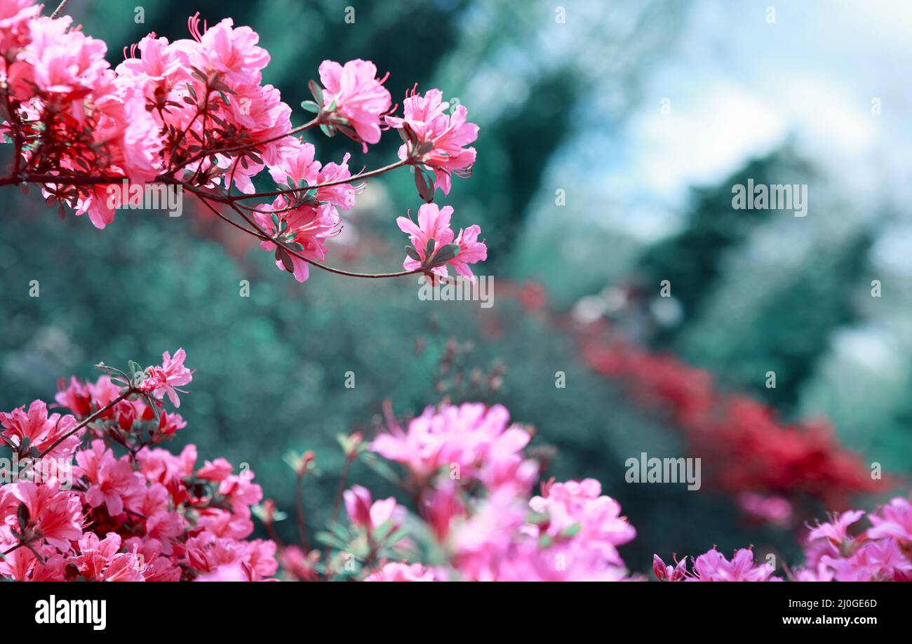 Belles fleurs sakura isolées sur vert. Banque D'Images