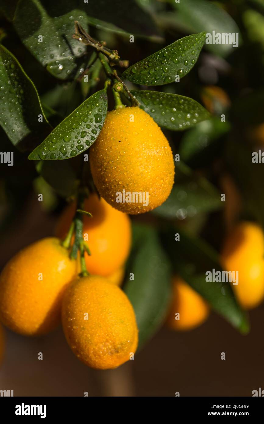 Kumquats sur les arbres ornementaux - fruits frais riches en vitamines Banque D'Images