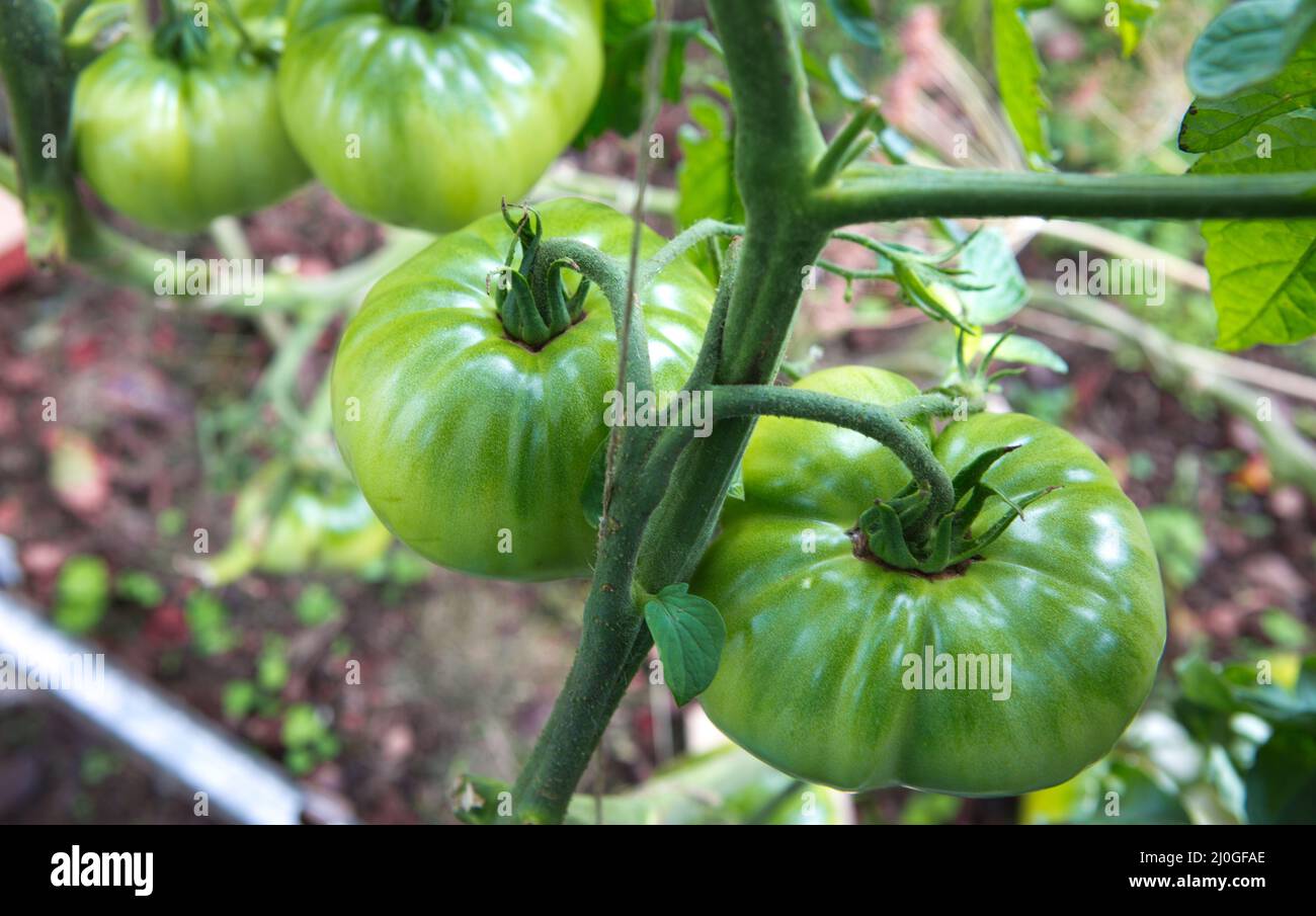 Ferme de savoureuses tomates vertes sur les buissons Banque D'Images