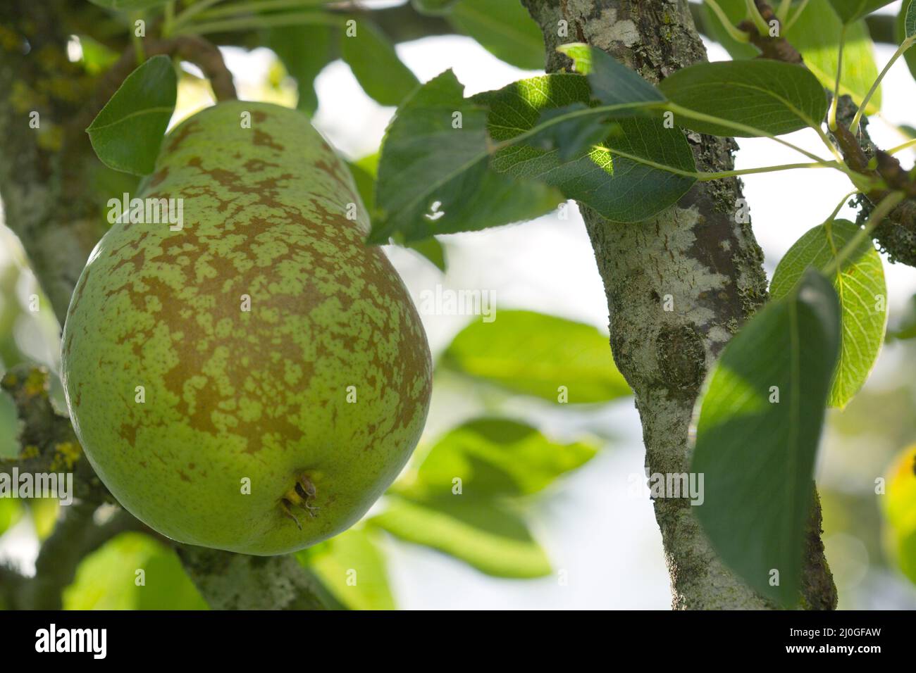 Grande poire jaune juteuse poussant sur une branche d'arbre Banque D'Images