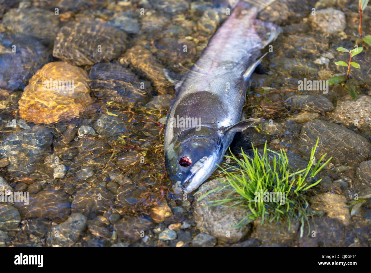 carcasse de poisson mort sur la rive d'une rivière Banque D'Images