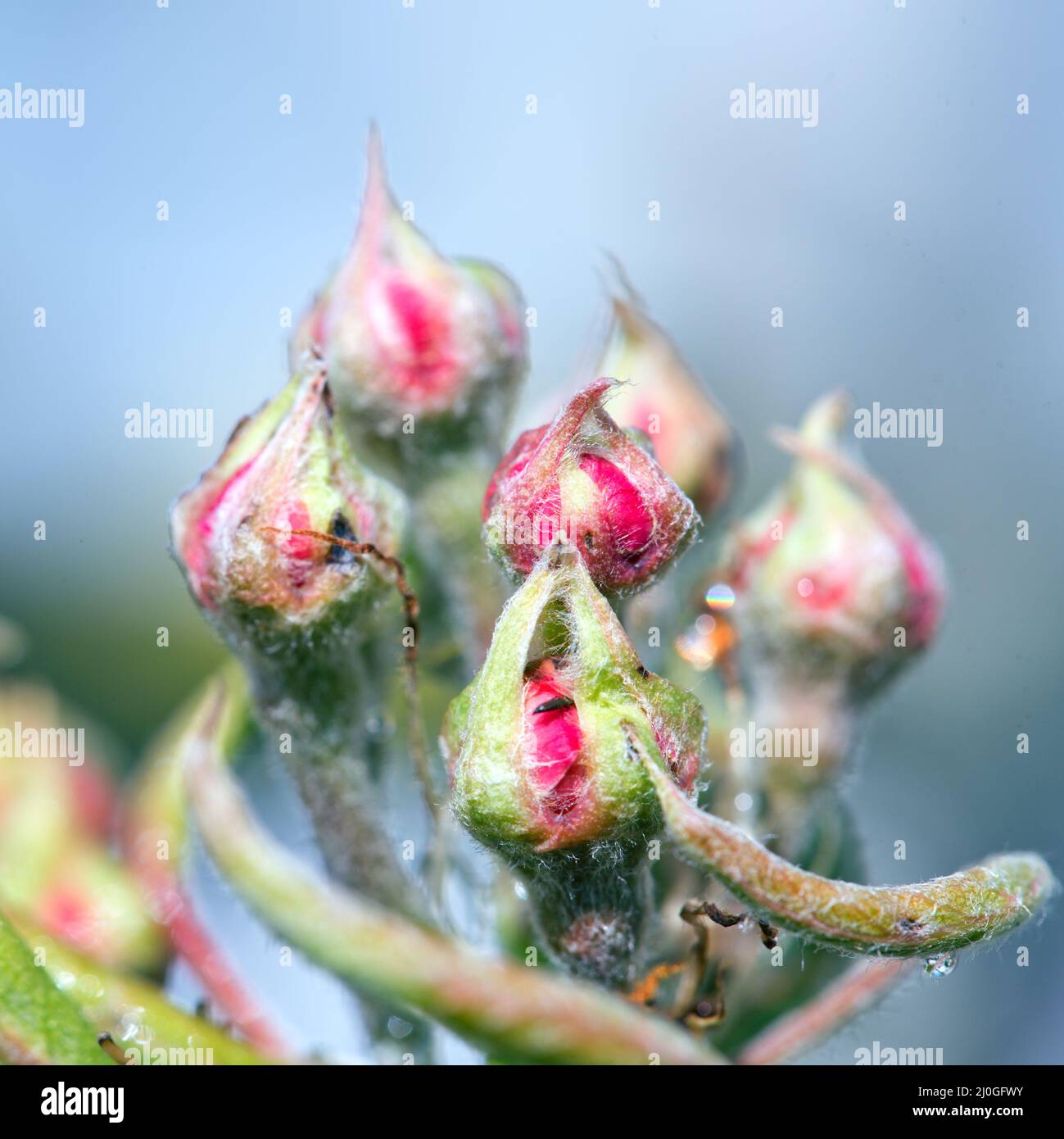 Cerisier fleuri isolé sur fond bleu .Spring. Banque D'Images