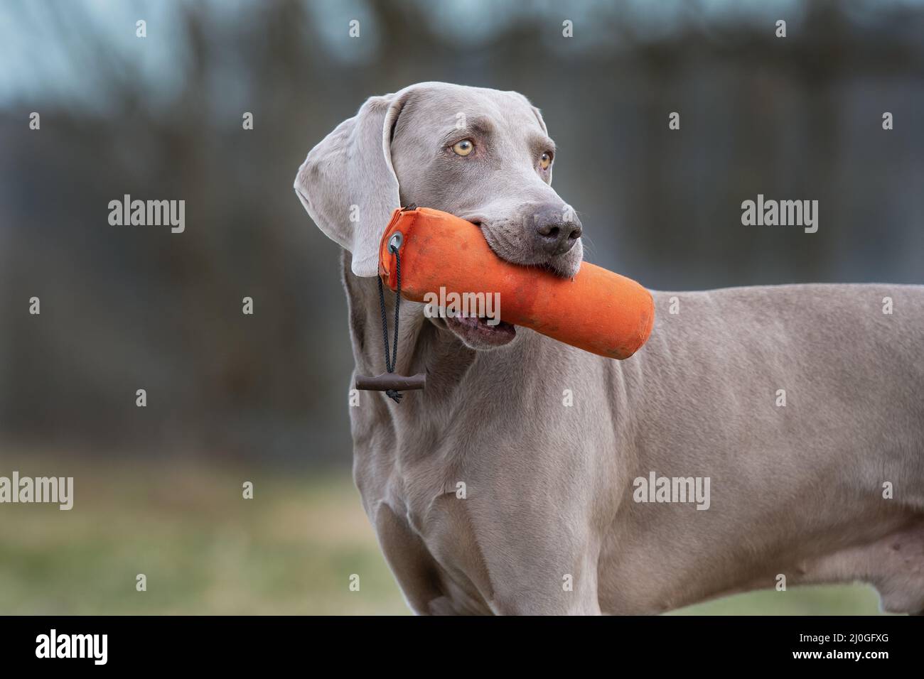 Chien avec mannequin orange Banque D'Images