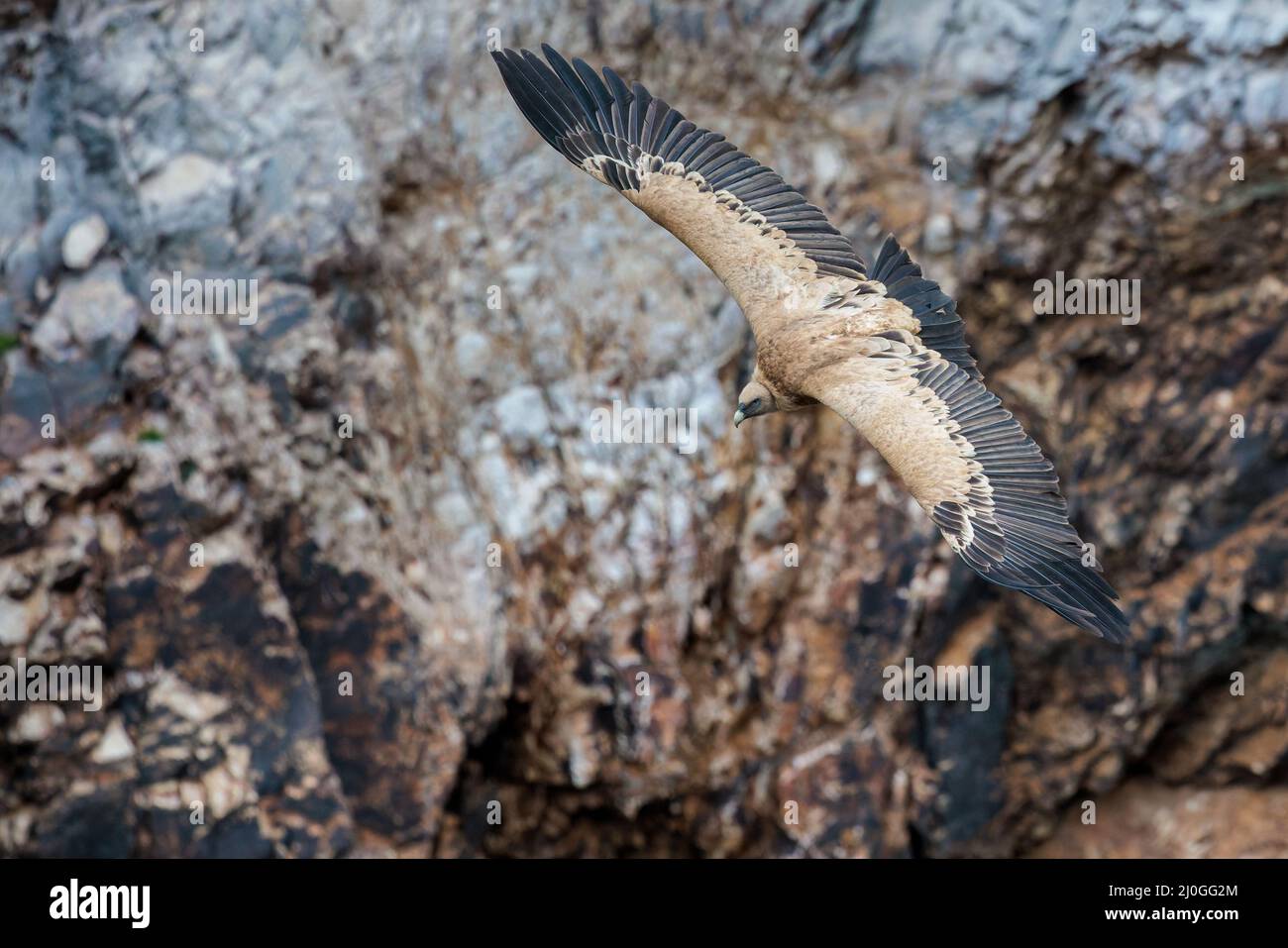 Griffon Vulture.Vol d'oiseau. Banque D'Images