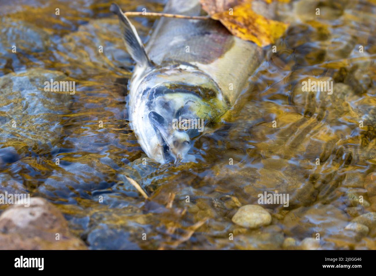 carcasse de poisson mort sur la rive d'une rivière Banque D'Images