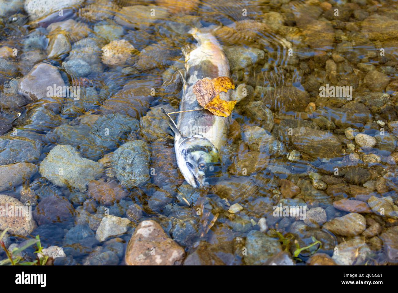 carcasse de poisson mort sur la rive d'une rivière Banque D'Images